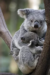 Gordijnen joey koala © susan flashman