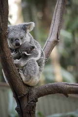 Tableaux ronds sur aluminium brossé Koala koala with a crying  joey