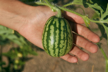 Farmer Hand holding Growing young small watermelon plant in the garden, close-up. Farming and agriculture concept