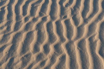 Wind formed ripple pattern in the sand at Devil's Cornfield, Mesquite Sand Dunes, Stovepipe Wells, Death Valley National Park, California