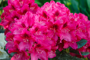 Rhododendron (azalea ) flowers of various colors in the spring garden