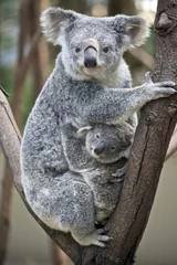 Crédence de cuisine en verre imprimé Koala koala avec joey