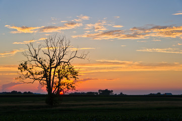 Fototapeta na wymiar Sunset and Tree