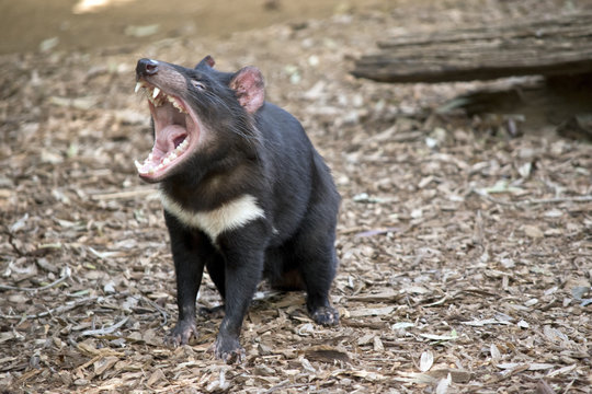 Tasmanian devil
