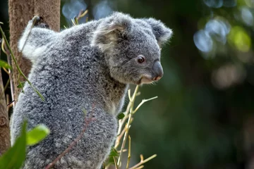 Crédence de cuisine en verre imprimé Koala joey koala