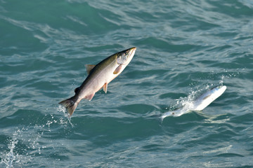 Seward Silver Salmon