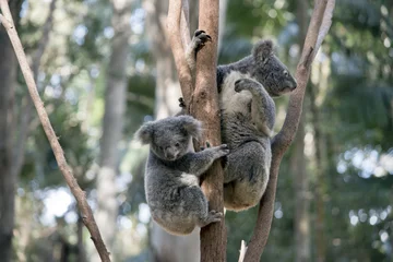 Runde Wanddeko Tieren koala mit joey