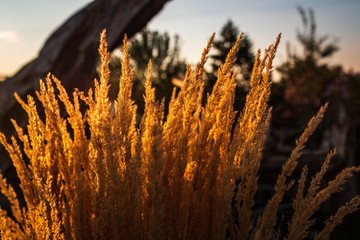 Highlights in the grass