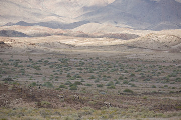 antelope in the savanna in africa