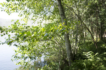 Park of Pateira de Fermentelos,Portugal.