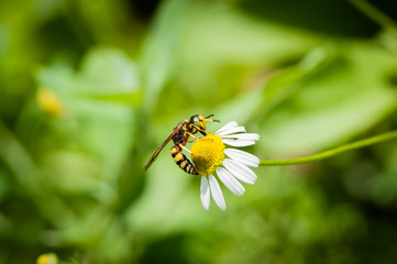 A yellow jacket takes in nectar from the yellow head of a daisy-like flower.