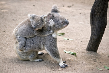Obraz premium koala z joeyem na plecach