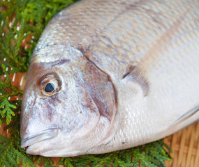 Closeup of porgy