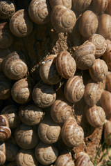 Snails clustered around tree branches to avoid the heat of the summer sun