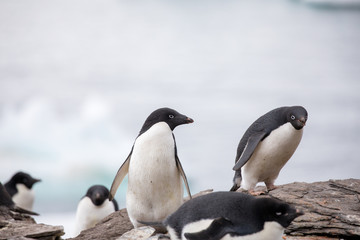 penguin in the arctic