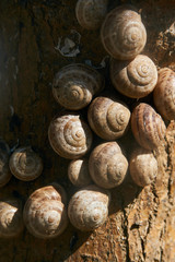 Snails clustered around tree branches to avoid the heat of the summer sun