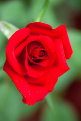 A macro shot of a red rose with natural dew drops