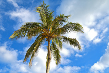 underside view of tropical palm tree with coconuts afternoon clouds in blue sky