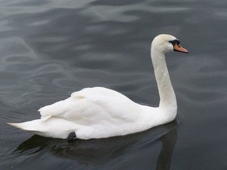 Obraz premium Portrait of a Swan