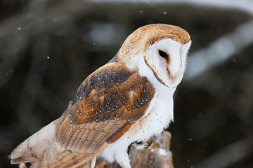 Colour landscape/horizontal images of a barn own, photographed outside as light snow falls around...