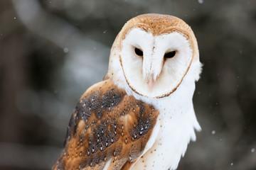 Colour landscape/horizontal images of a barn own, photographed outside as light snow falls around it.