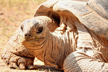 Tortue géante