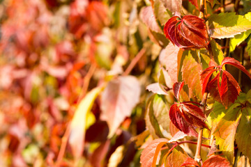 Parthenocissus