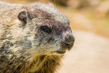 Young Groundhog (Marmota Monax) closeup in vintage setting