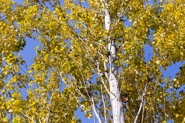 Autumn. Tree with yellow leaves against the sky