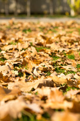 Colorful autumn leaves