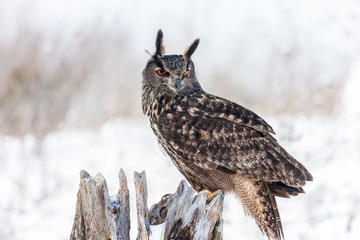 Colour landscape images of a Eurasian Eagle Owl photographed in flight and perched during winter in Canada.