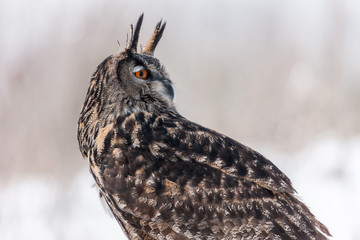 Colour landscape images of a Eurasian Eagle Owl photographed in flight and perched during winter in Canada.