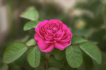 Rose flower on green foliage background close up