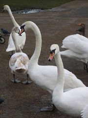 Obraz premium Gathering of Swans