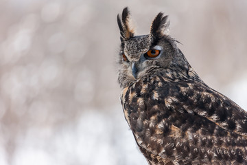 Colour landscape images of a Eurasian Eagle Owl photographed in flight and perched during winter in Canada.