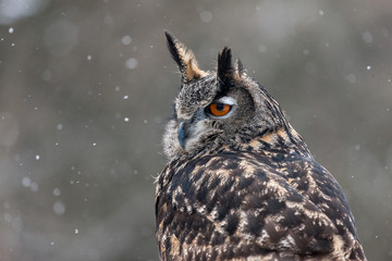Colour landscape images of a Eurasian Eagle Owl photographed in flight and perched during winter in...