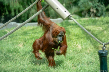 orangutan 