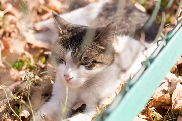 Obraz premium Cat in an autumn park. Cat sitting on the leaves
