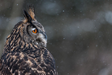 Colour landscape images of a Eurasian Eagle Owl photographed in flight and perched during winter in Canada.