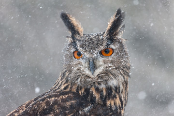 Colour landscape images of a Eurasian Eagle Owl photographed in flight and perched during winter in...