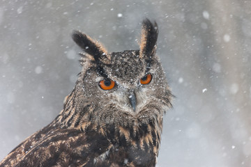 Colour landscape images of a Eurasian Eagle Owl photographed in flight and perched during winter in Canada.