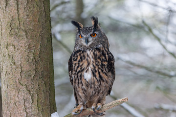 Colour landscape images of a Eurasian Eagle Owl photographed in flight and perched during winter in Canada.