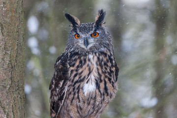 Colour landscape images of a Eurasian Eagle Owl photographed in flight and perched during winter in Canada.