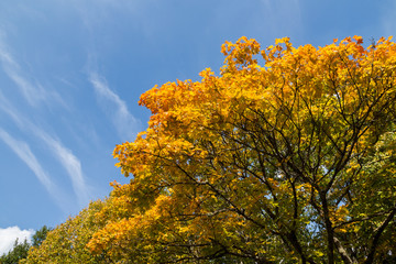 Spitzahornbaum im Herbst Acer platanoides in autumn