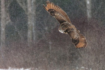Fototapeta na wymiar Colour landscape images of a Eurasian Eagle Owl photographed in flight and perched during winter in Canada.