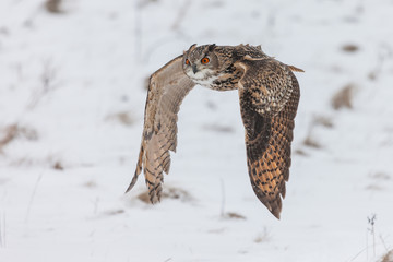 Colour landscape images of a Eurasian Eagle Owl photographed in flight and perched during winter in Canada.