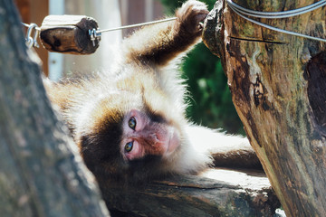 日本猿／北海道初のサファリパーク「ノースサファリサッポロ」