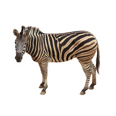 Zebra isolated on white.Clipping path.