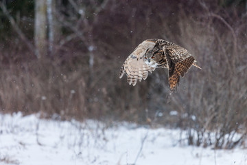 Colour landscape images of a Eurasian Eagle Owl photographed in flight and perched during winter in Canada.