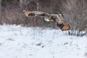Colour landscape images of a Eurasian Eagle Owl photographed in flight and perched during winter in Canada.